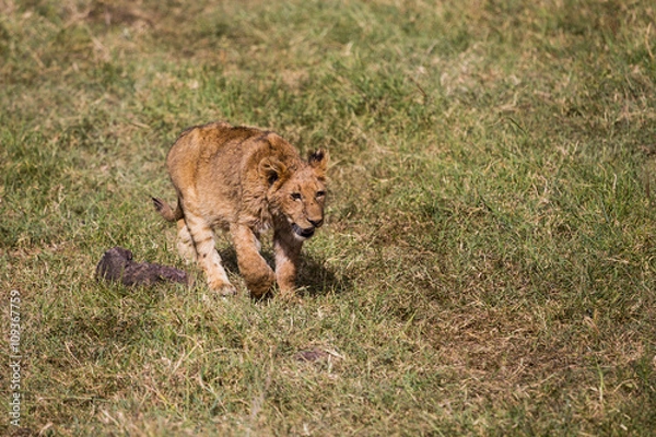 Fototapeta A lion kitten walking