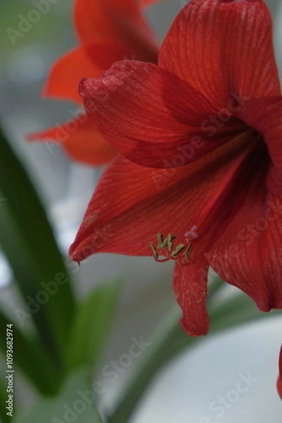 Obraz red lily flower