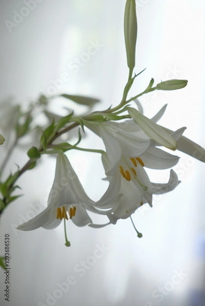 Obraz white lily flower