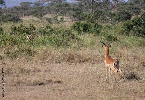 Obraz The hunter meets its prey