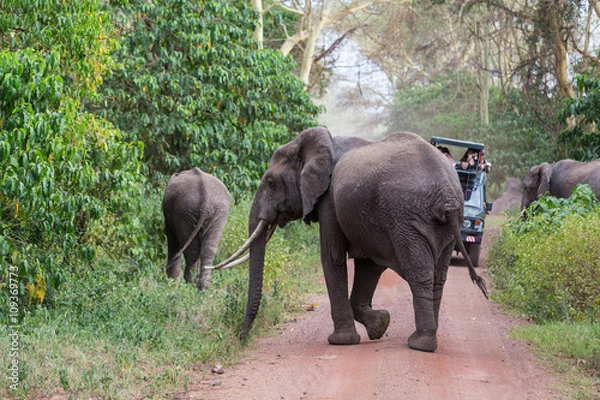Obraz Elephant crossing the road
