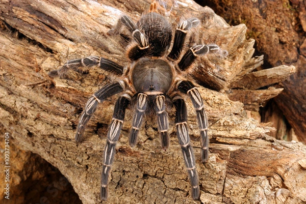 Obraz Zebra Tarantula (Aphonopelma seemani) in a natural setting.