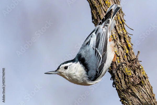 Obraz White-breasted Nuthatch (Sitta carolinensis)