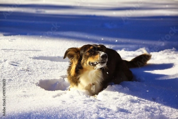 Fototapeta giochi sulla neve