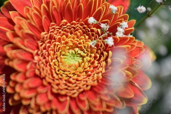 Obraz Macro image of an orange dahlia flower