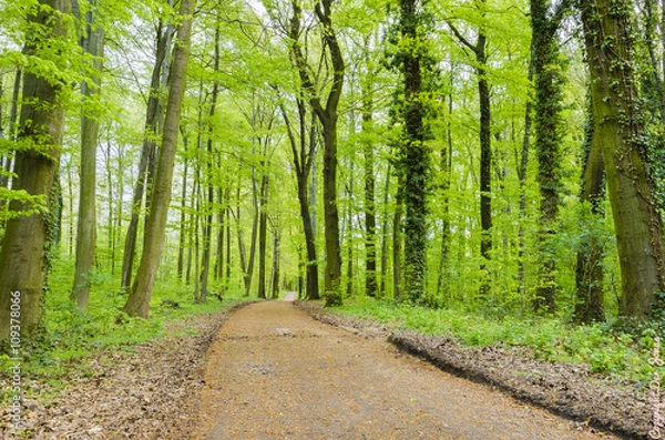 Fototapeta Wald mit frischen Grün im Frühling