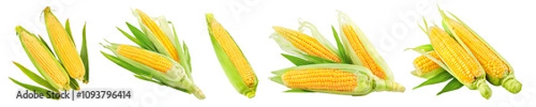 Fototapeta Set of maize corncobs with yellow corns ears and green leaves set, corganic natural corn isolated. Ripe vegetables. PNG.