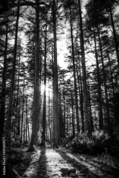 Obraz La foret de cèdres en Vaucluse