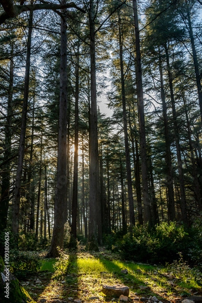 Obraz La foret de cèdres en Vaucluse