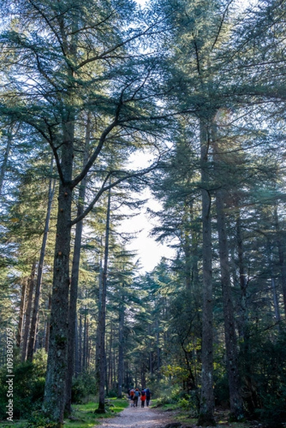 Obraz La foret de cèdres en Vaucluse