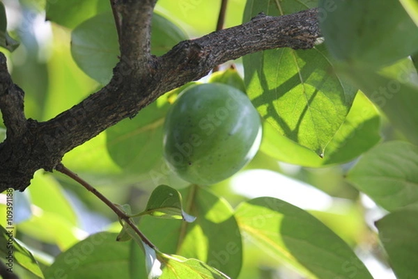 Fototapeta Image of persimmon trees blooming on the Daecheongcheon trail