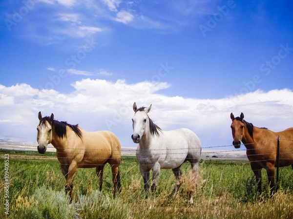 Obraz Horses of a different color