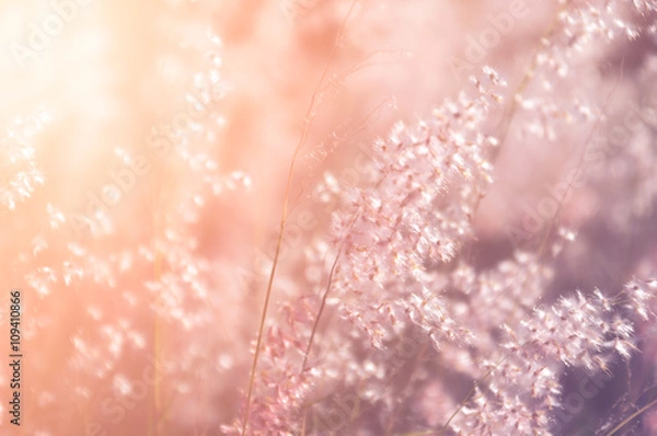Fototapeta Autumn meadow in vintage tone can be used for background