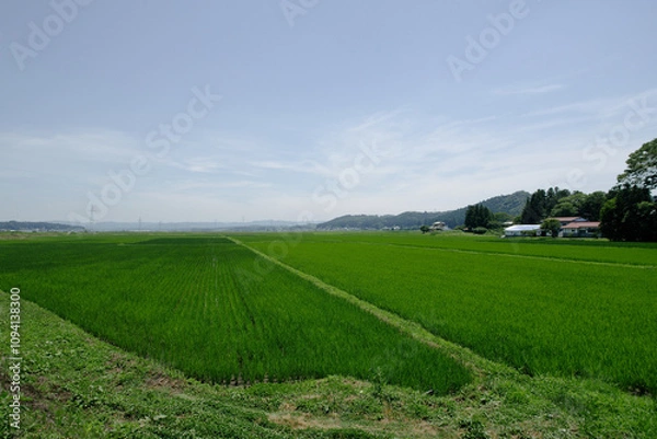Fototapeta 夏の田舎の田園風景