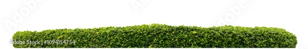 Fototapeta Long Green bush isolated on transparent background with cut path and alpha channel, high resolution.