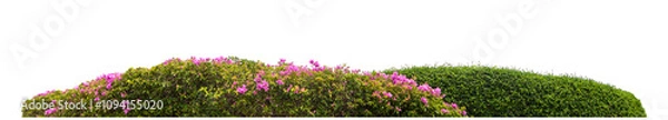 Fototapeta Long bush isolated on transparent background with cut path and alpha channel, high resolution.