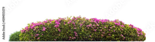 Fototapeta Long flower bush isolated on transparent background with cut path and alpha channel, high resolution.