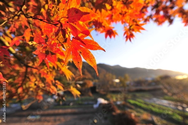 Obraz autumn leaves in the park