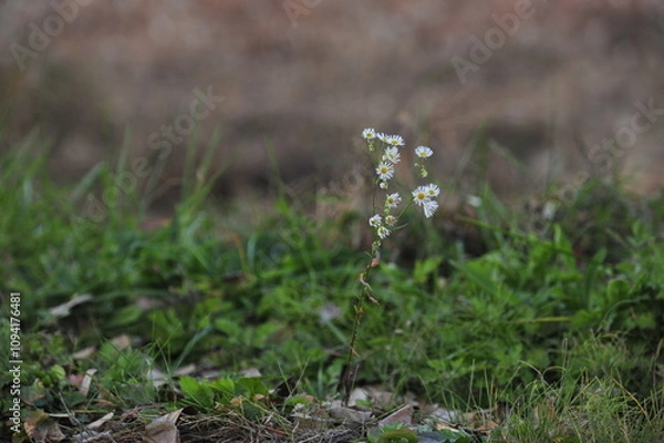 Obraz grass and flower