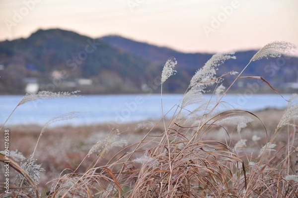 Obraz reeds on the lake