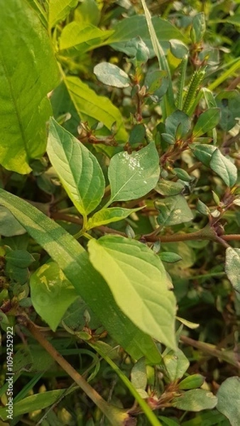 Obraz Leaf And Plants