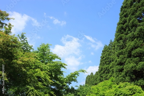 Obraz 新緑と青空