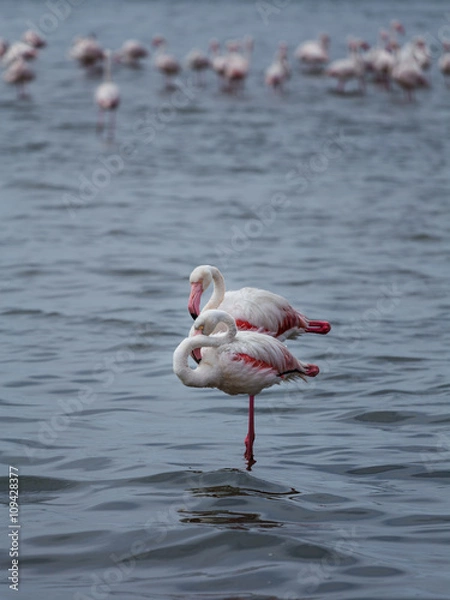 Obraz Two flamingos taking a break