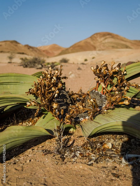 Obraz Welwitschia Mirabilis