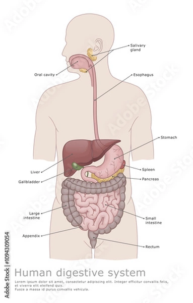 Fototapeta Human digestive system medical illustration. Organs of the human digestive system. Medical diagram. 