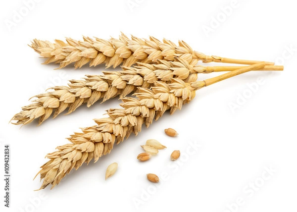 Obraz Dried Wheat Ear