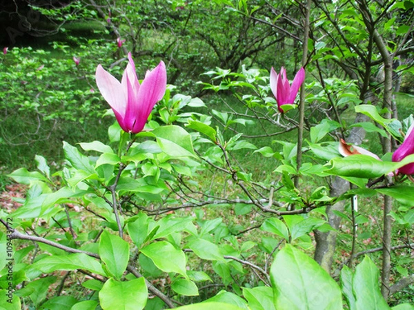 Obraz 森に咲く紅モクレン