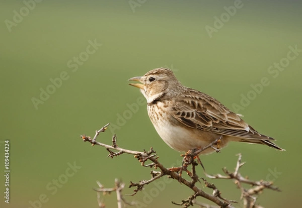 Fototapeta Calandra lark, Melanocorypha calandra on branch, with green background