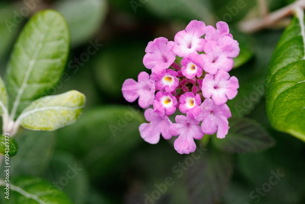 Obraz 背の低い街路樹に紫色の小さな花が咲いていた