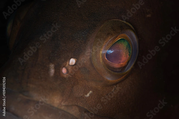 Obraz Black Grouper Fish. Lahos, with shrimp on it. Close-up photo of grouper fish. Grouper fish under the rock. Antalya, Türkiye.