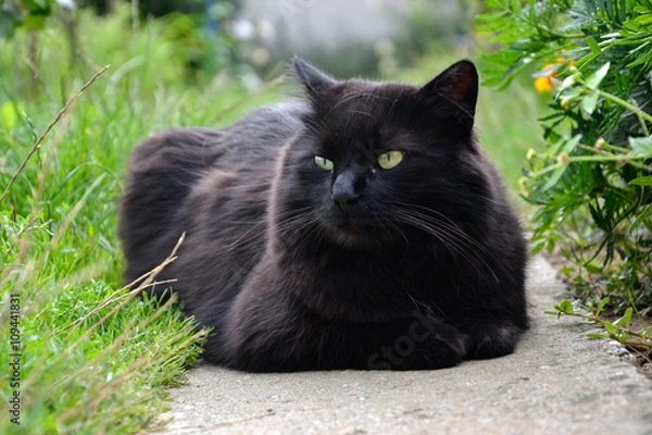 Obraz Portrait of thick long hair black Chantilly Tiffany cat relaxing in the garden. Close up of fat tomcat with stunning big green eyes sitting at home. Tom cat lying in garden