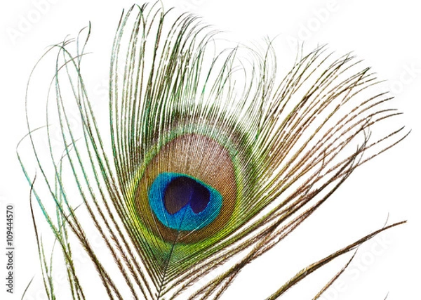 Obraz Peacock feather