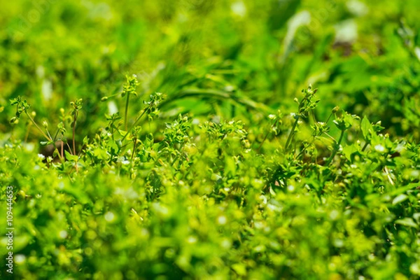 Obraz Closeup of grass Chickweed (Stellaria media) during flowering.