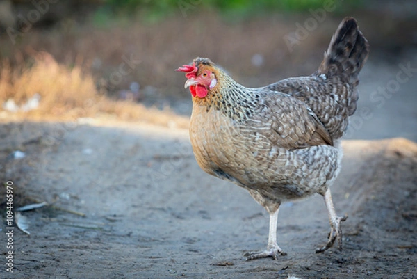 Fototapeta A colorful chicken in a farmyard in the countryside