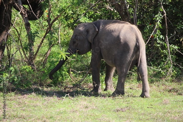 Fototapeta Elefanten