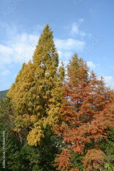 Fototapeta 京都大原　秋の風景　京都市左京区