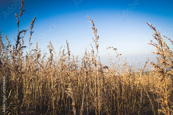 Obraz Dry grass on blue sky