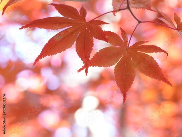 Obraz 秋の平岡樹芸センターノムラモミジ