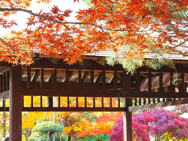 Fototapeta 秋の平岡樹芸センター