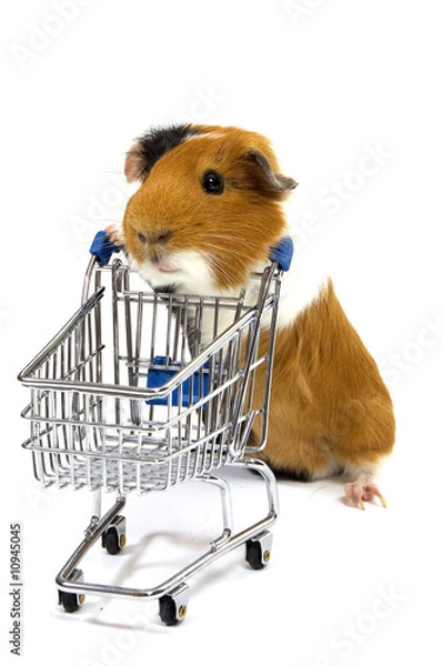 Fototapeta guinea pig is making shopping with a shopping car