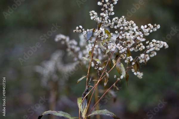 Fototapeta Autumn flowers, deciduous Canadian goldenrod flower in autumn after flowering on dark background