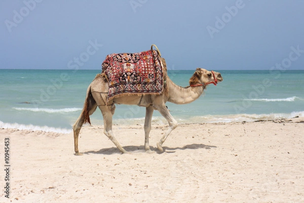 Obraz camel