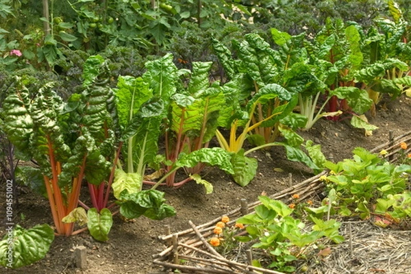 Obraz rhubarbe et pieds de fraisiers