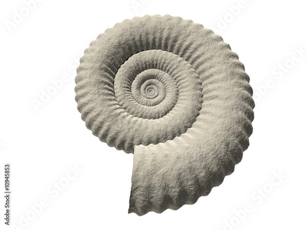 Obraz ammonit