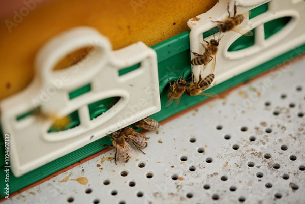 Obraz Beehives and bees against the background of an autumn landscape.