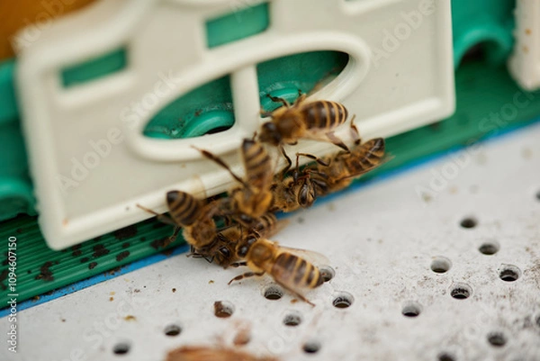 Obraz Beehives and bees against the background of an autumn landscape.